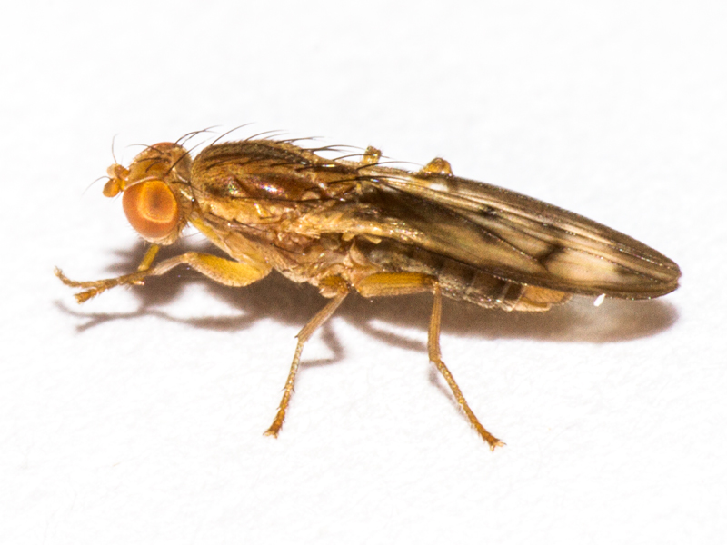 Opomyza germinationis